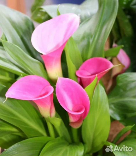 Калла Гарнет Глоу