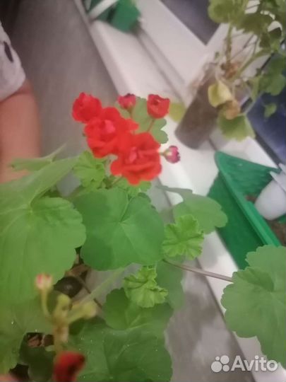 Пеларгония герань