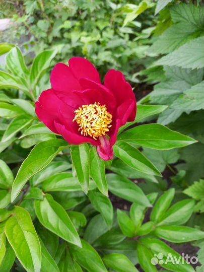 Деленки пиона Марьин корень