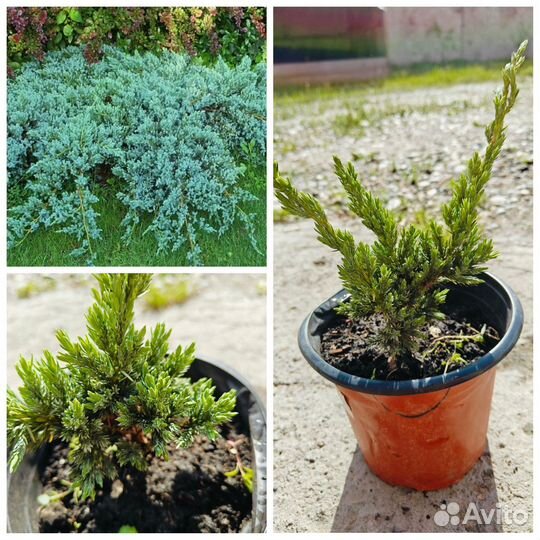 Саженцы хвойных растений