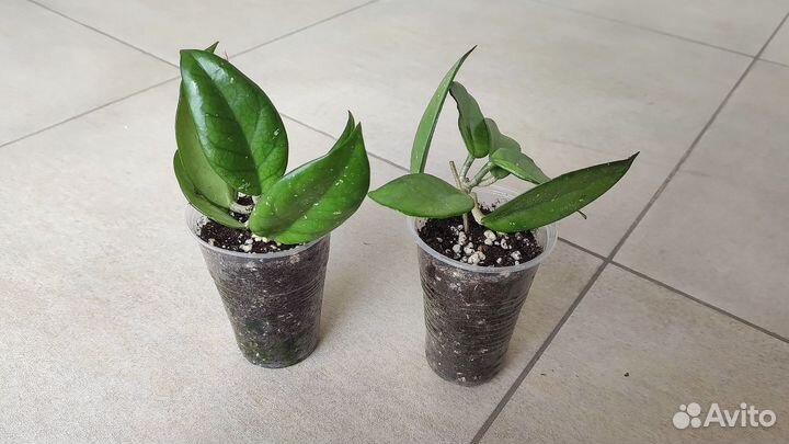 Хойя карноза, укорененные черенки