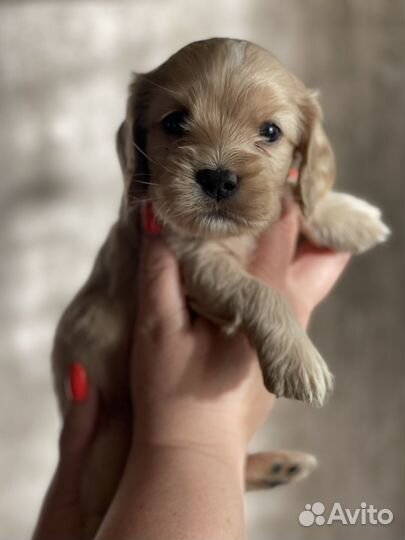 Продам щенят