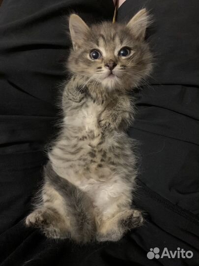 Необычайно красивые котята в добрейшие руки