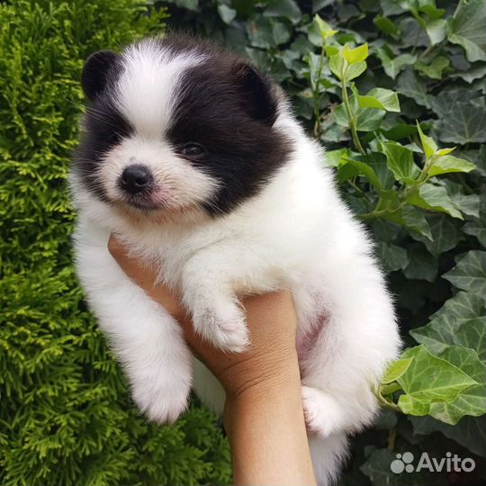 Померанский шпиц