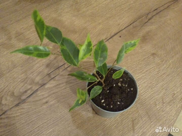 Фикус бенджамина