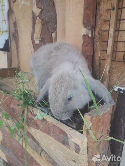 Кролики мясных пород