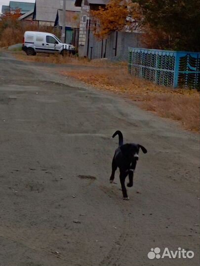 Отдам бесплатно
