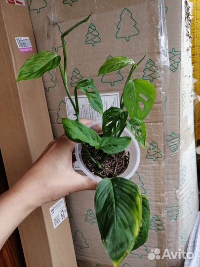 Рафидофора,монстера,Н-джой,неон,педилантус