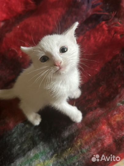 Котенок белый кришнаит