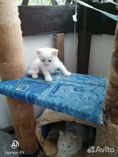 Котята в добрые руки бесплатно