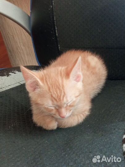 Рыжий котенок
