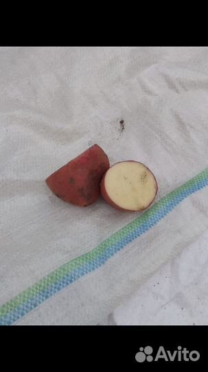 Крупный картоф