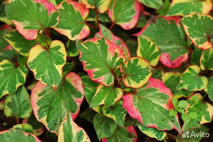 Гвоздика перистая