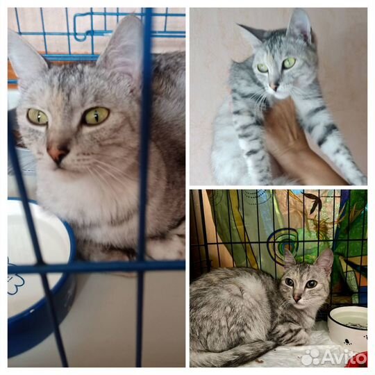 Кошка Маруся, выкинули к ручью