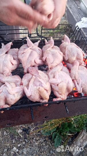 Мясо перепелов живым весом