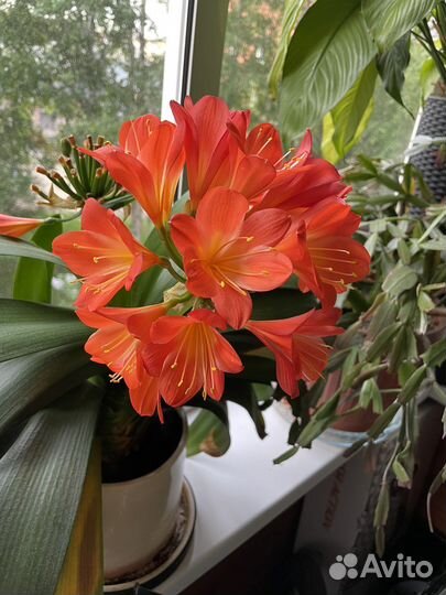 Кливия киноварная детки