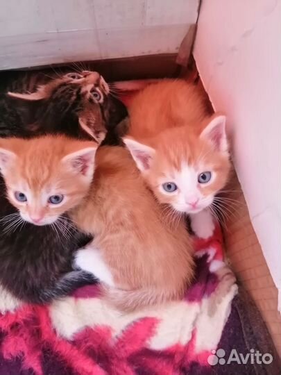 Отдам в добрые руки