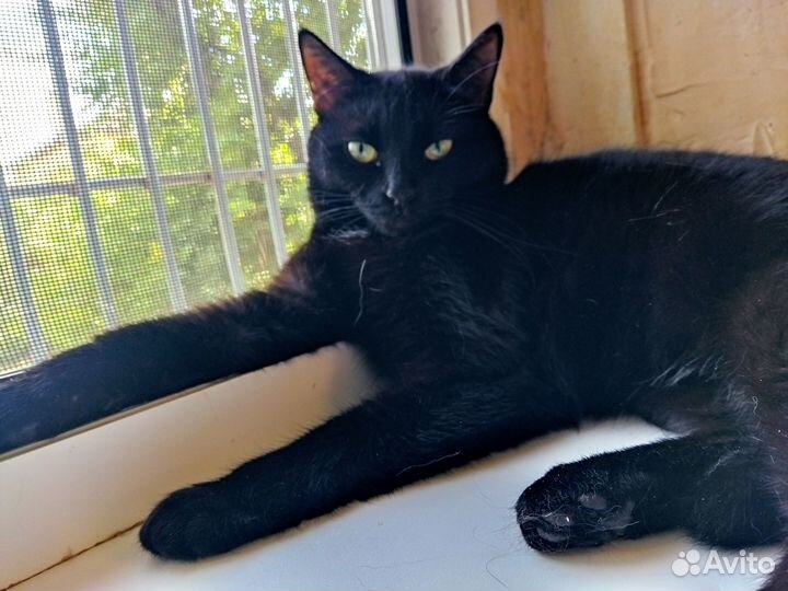 Черная пантера (из приюта)