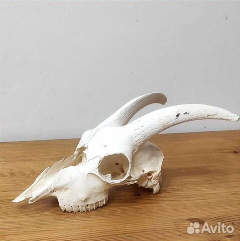Череп барана