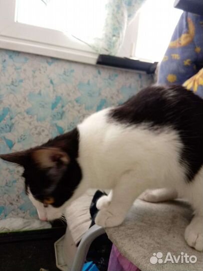 Котики бесплатно в добрые руки