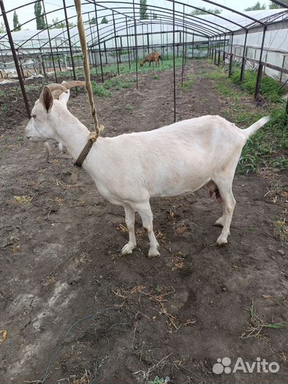 Дойные нубийские козы