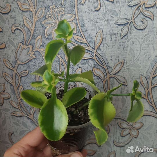 Портулакария, крассула, детки