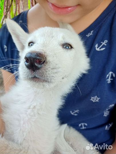 Щенки в добрые руки