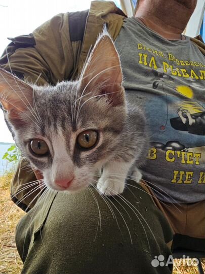 Котята девочки в добрые руки