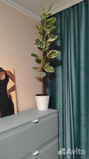 Фикус эластика тинеке