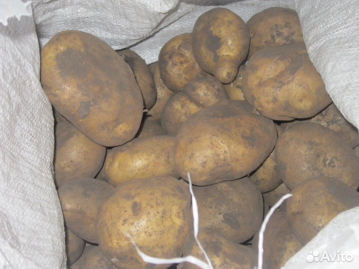 Картофель