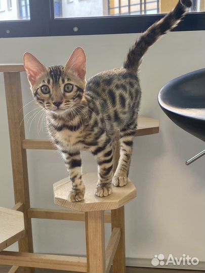 Бенгальские чистокровные котята