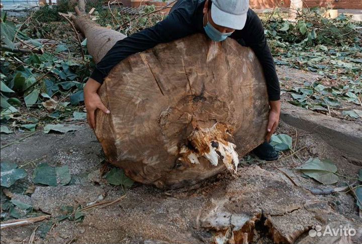 Павловния Шан Тонг