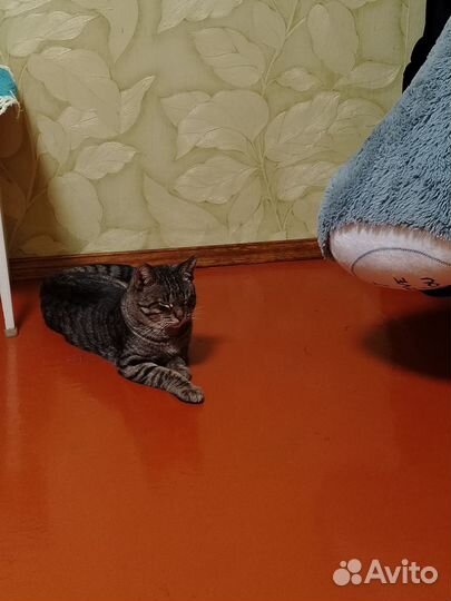 Кот в добрые руки