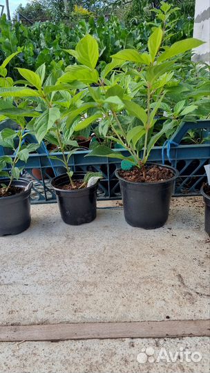 Гортензия древовидная Фантом