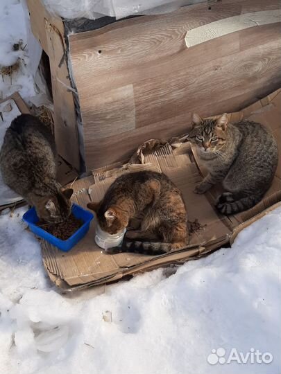 Кошки