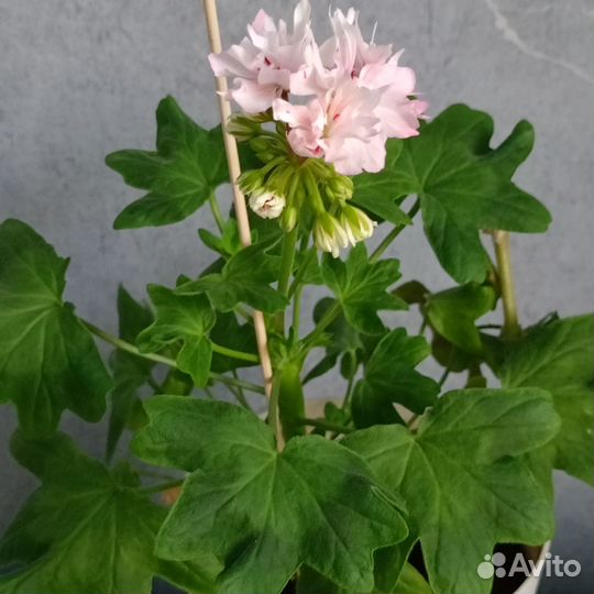 Звездчатые пеларгонии