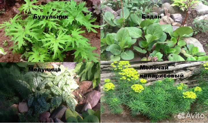 Хоста, бадан, гейхеры и другие многолетники