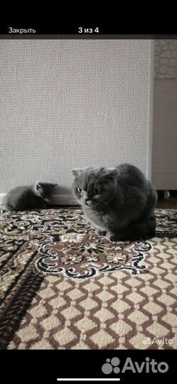 Шатланский котёнок