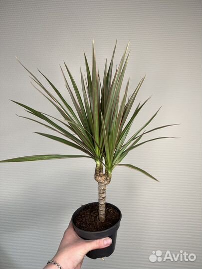 Драцена биколор