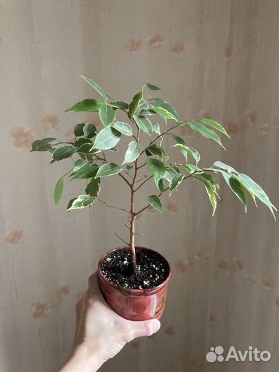 Фикус сциндапсус дримеопсис