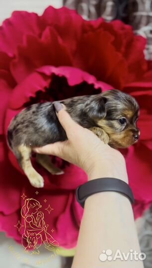 Йоркширский терьер,цветной йорк,бивер,мраморный