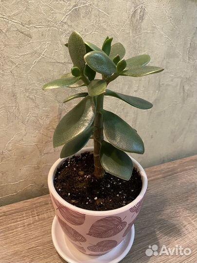 Денежное дерево (крассула)