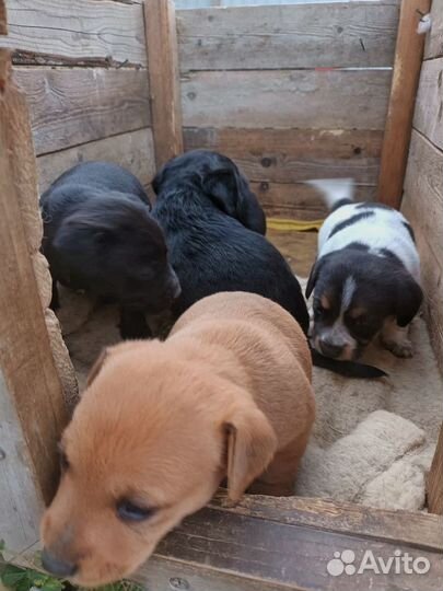 Щенок в добрые руки