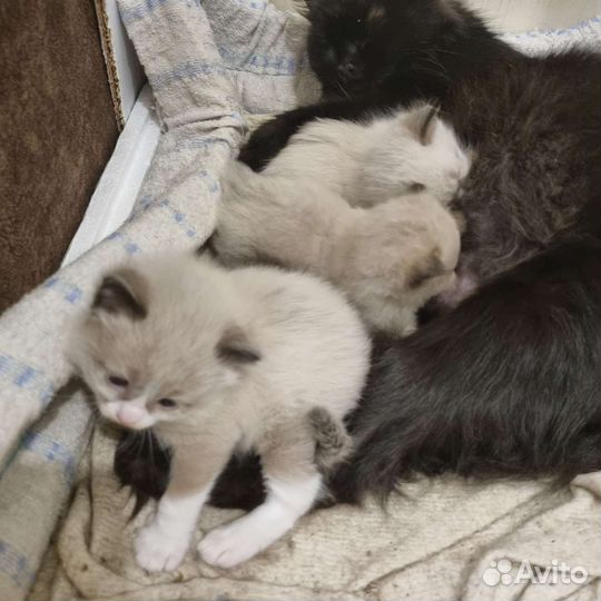 Котята в добрые руки