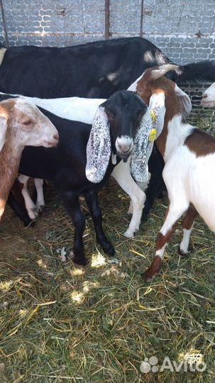 Козы камори