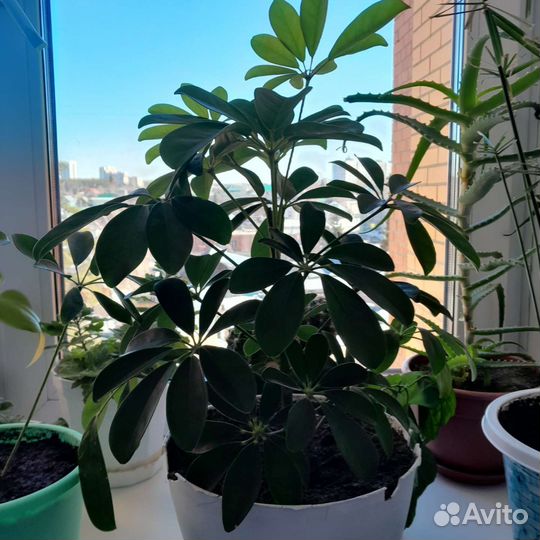 Шефлера молодая домашняя