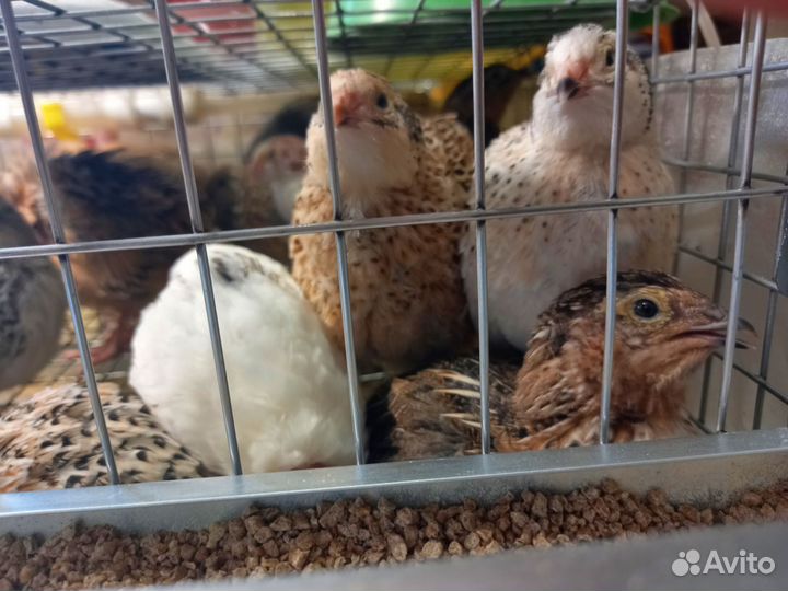 Перепела продажа