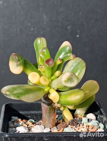 Крассула, Crassula Gollum yellow variegata