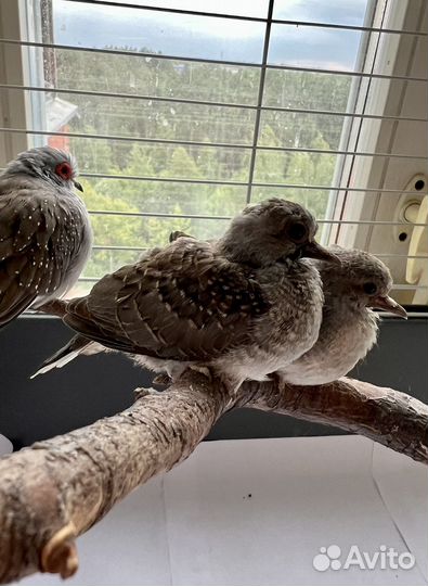 Бриллиантовые горлицы