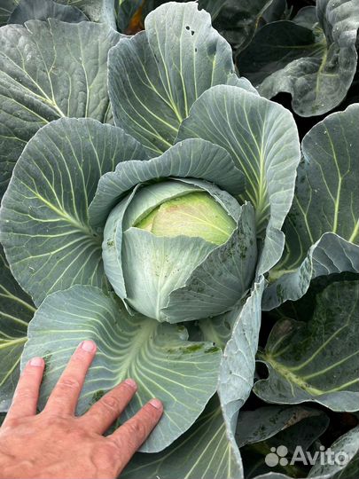 Капуста и картофель оптом